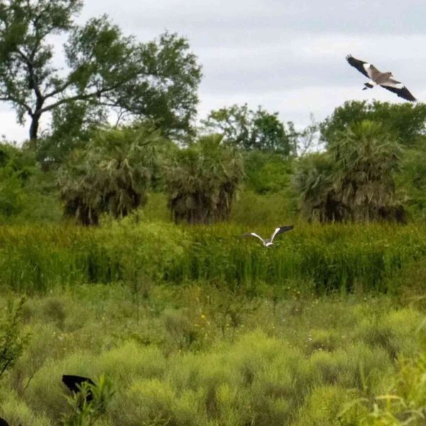 650834434 1379645414200272 168684971991845962 n