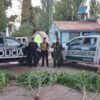 plantas de marihuana en mendoza