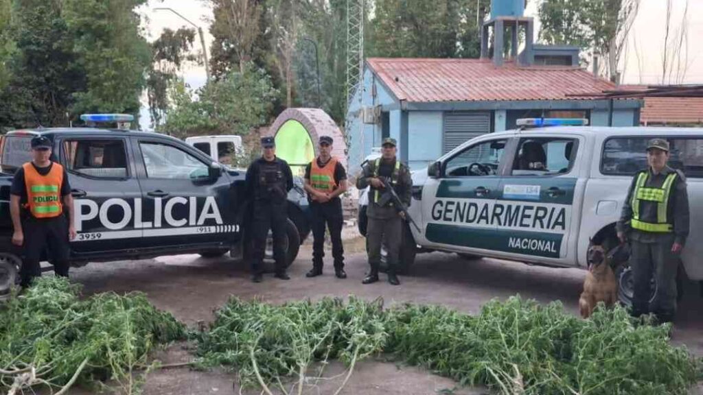 plantas de marihuana en mendoza