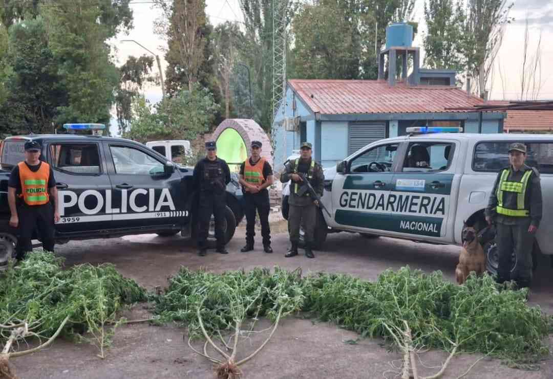 plantas de marihuana en mendoza