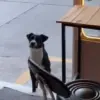 buddy el perro jujeno que es viral