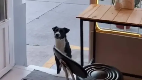 buddy el perro jujeno que es viral