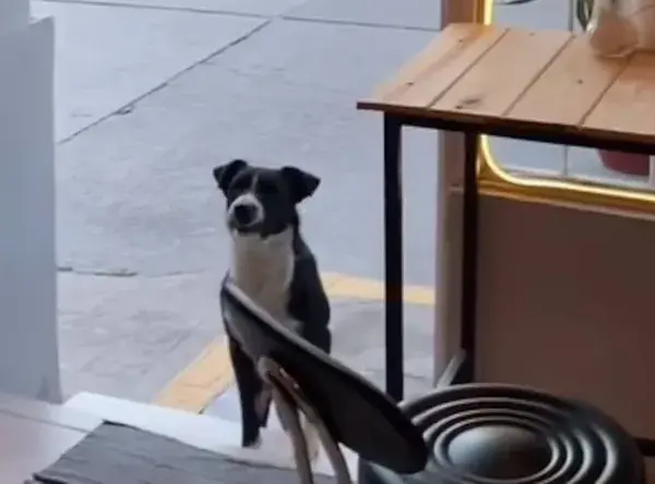 buddy el perro jujeno que es viral